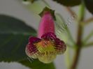 Kohleria Ans nagging macaw