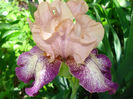 DSC04350