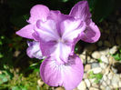 Iris Ensata