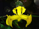 Iris Pseudacorus