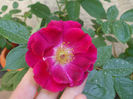 DSCF0610