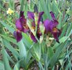 primul iris mare inflorit 2013