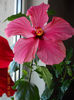 8 mai 2013-flori 006