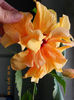 8 mai 2013-flori 010