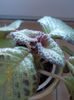 episcia silver skies