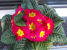 primula