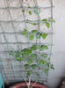 clematis jackmanii