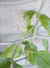 clematis dr.ruppel ?