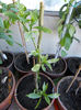 cestrum nocturnum