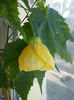 abutilon galben