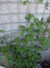 clematis dr.ruppel ?