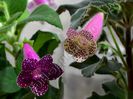 Kohleria Karl Lindberg si  HCY`s Jardin Monet
