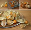 physalis