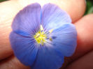 Linum perene