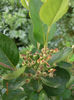 aronia 2
