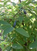 fructe lonicera
