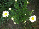 infloresc margaretele