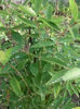 lonicera cu perle de roua