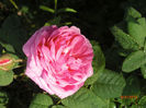 trandafir dulceata5
