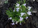 phlox subulata early spring blue