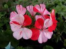 muscata raspberry ripple