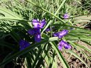tradescantia