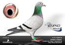CPC%20Chipos%20Pearl%20klein