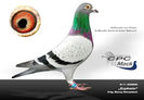 CPC%20Euphorio%20klein