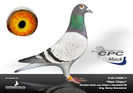 CPC%20New%20Chipo%20klein
