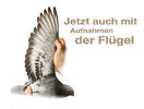 sl_sl_Fluegelaufnahmen