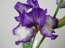 DSCN4466