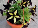 petunia mystical phantom 1