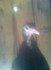 Image0554