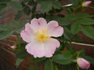 Rosa canina_Dog Rose (2013, May 09)