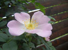 Rosa canina_Dog Rose (2013, May 09)