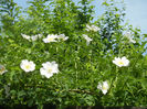 Rosa canina_Dog Rose (2013, May 09)