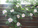 Rosa canina_Dog Rose (2013, May 09)