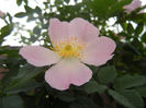 Rosa canina_Dog Rose (2013, May 09)