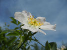 Rosa canina_Dog Rose (2013, May 09)