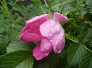 Rosa rugosa (2013, May 09)