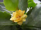 Yellow Kalanchoe (2013, May 09)