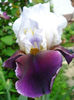 DSC04500
