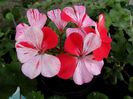 raspberry ripple 1