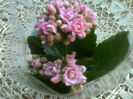 Kalanchoe roz