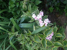 DSCF0704