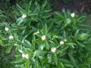 DSCF0706