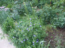 DSCF0709