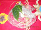 frunze de gloxinia