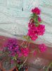 DSCN4060