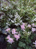 aquilegia si deutzia